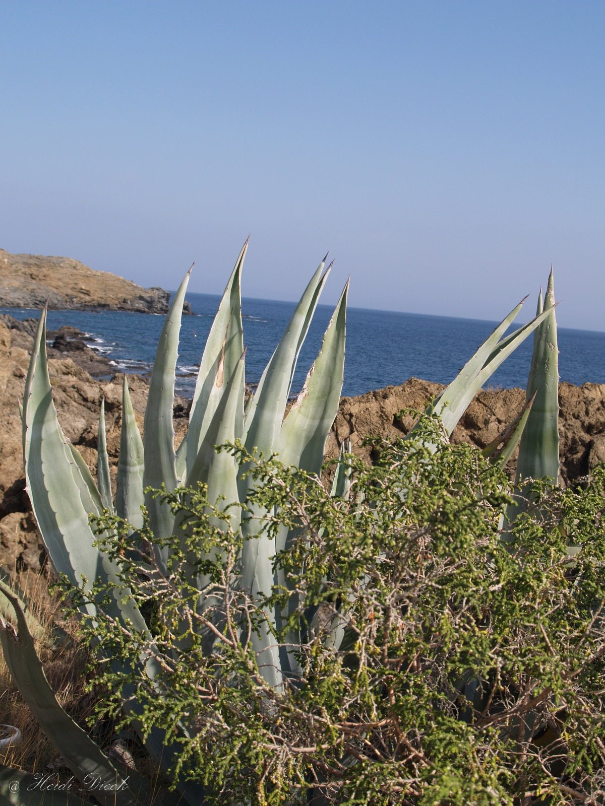 Agave americana - Herrenkamper Gärten - Pflanzenraritäten