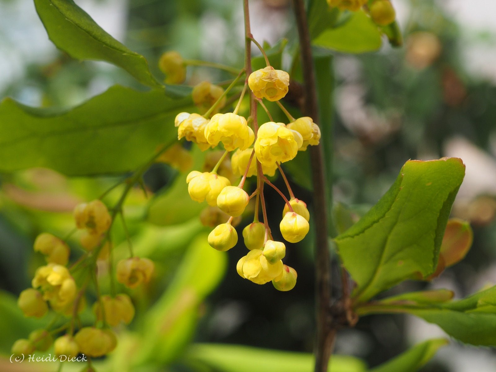 Berberis vernae - Herrenkamper Gärten - Pflanzenraritäten