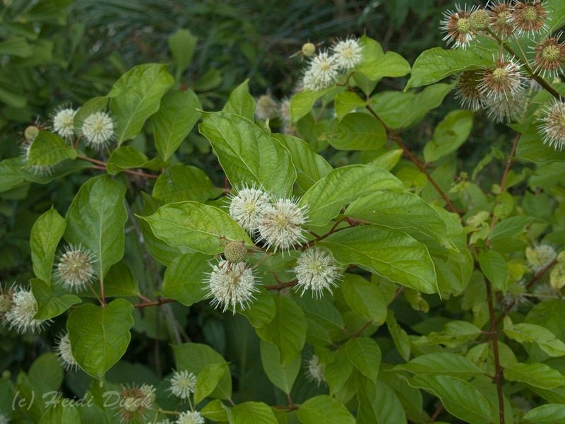 Cephalanthus occidentalis - Herrenkamper Gärten - Pflanzenraritäten