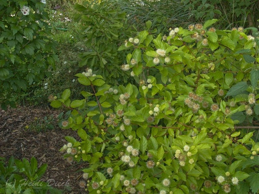 Cephalanthus occidentalis - Herrenkamper Gärten - Pflanzenraritäten