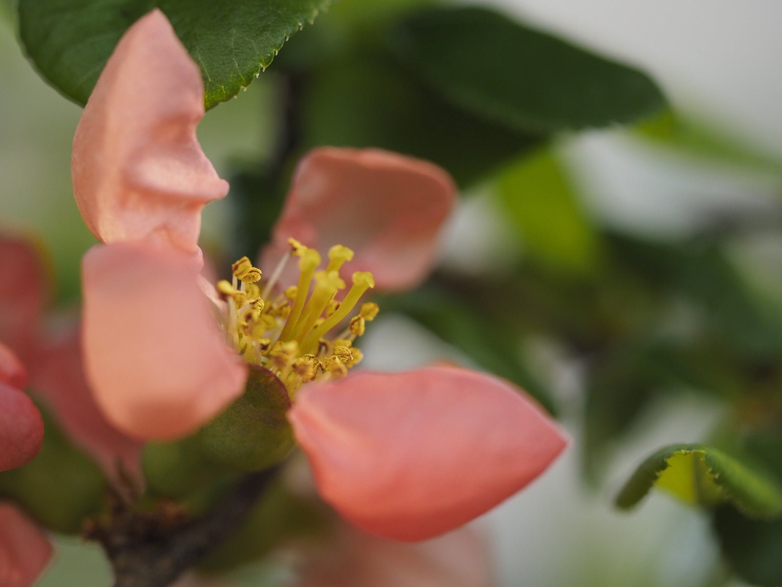 Chaenomeles x superba 'Tortuosa' - Herrenkamper Gärten - Pflanzenraritäten