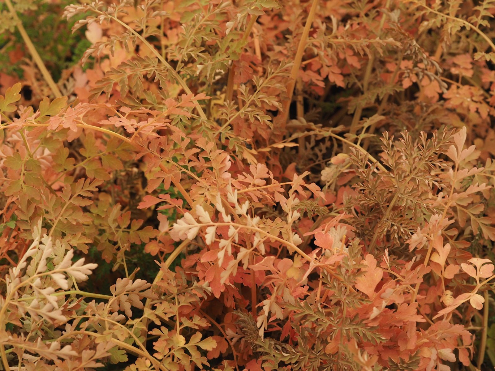 Corydalis ophiocarpa - Herrenkamper Gärten - Pflanzenraritäten