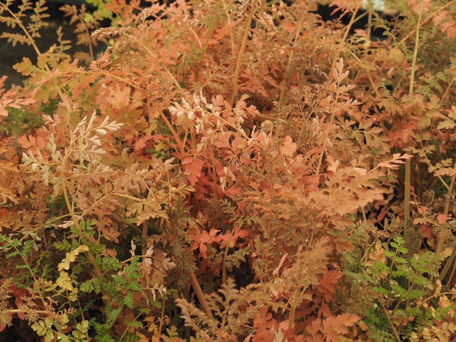 Corydalis ophiocarpa - Herrenkamper Gärten - Pflanzenraritäten