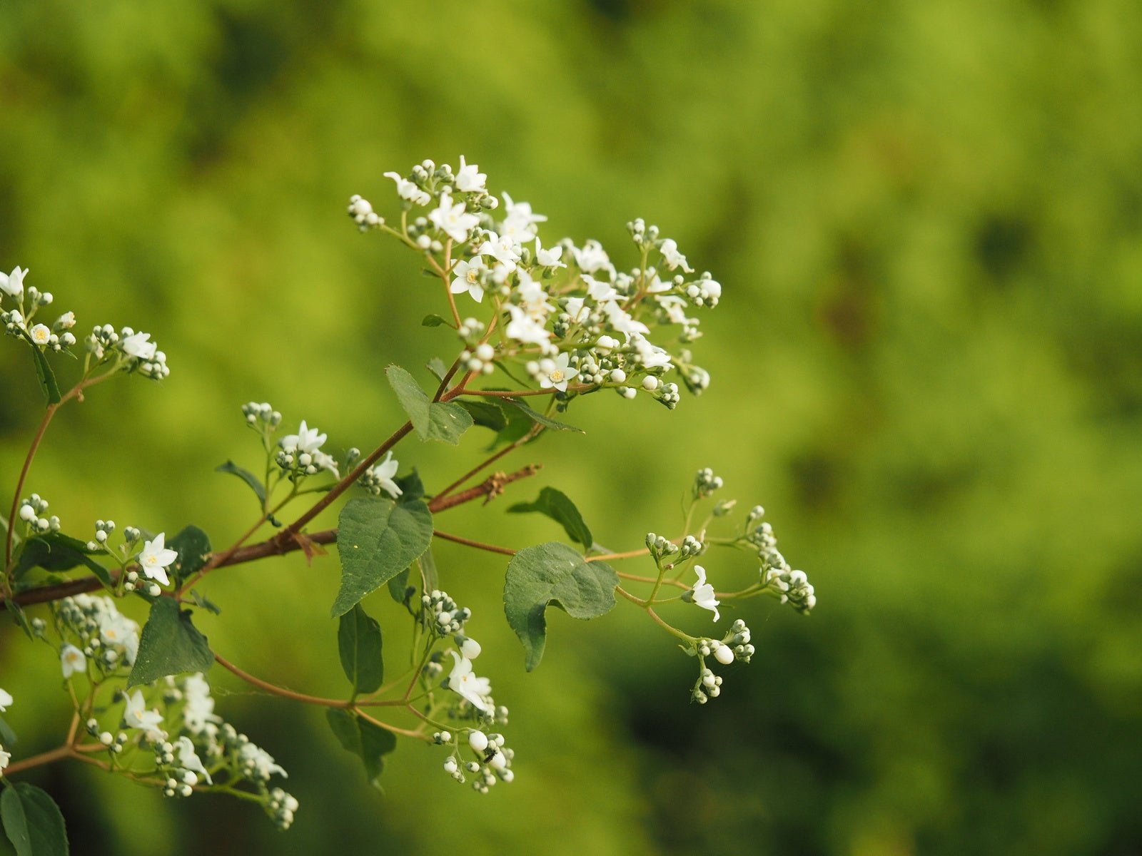 Deutzia setchuensis var.corymbiflora - Herrenkamper Gärten - Pflanzenraritäten