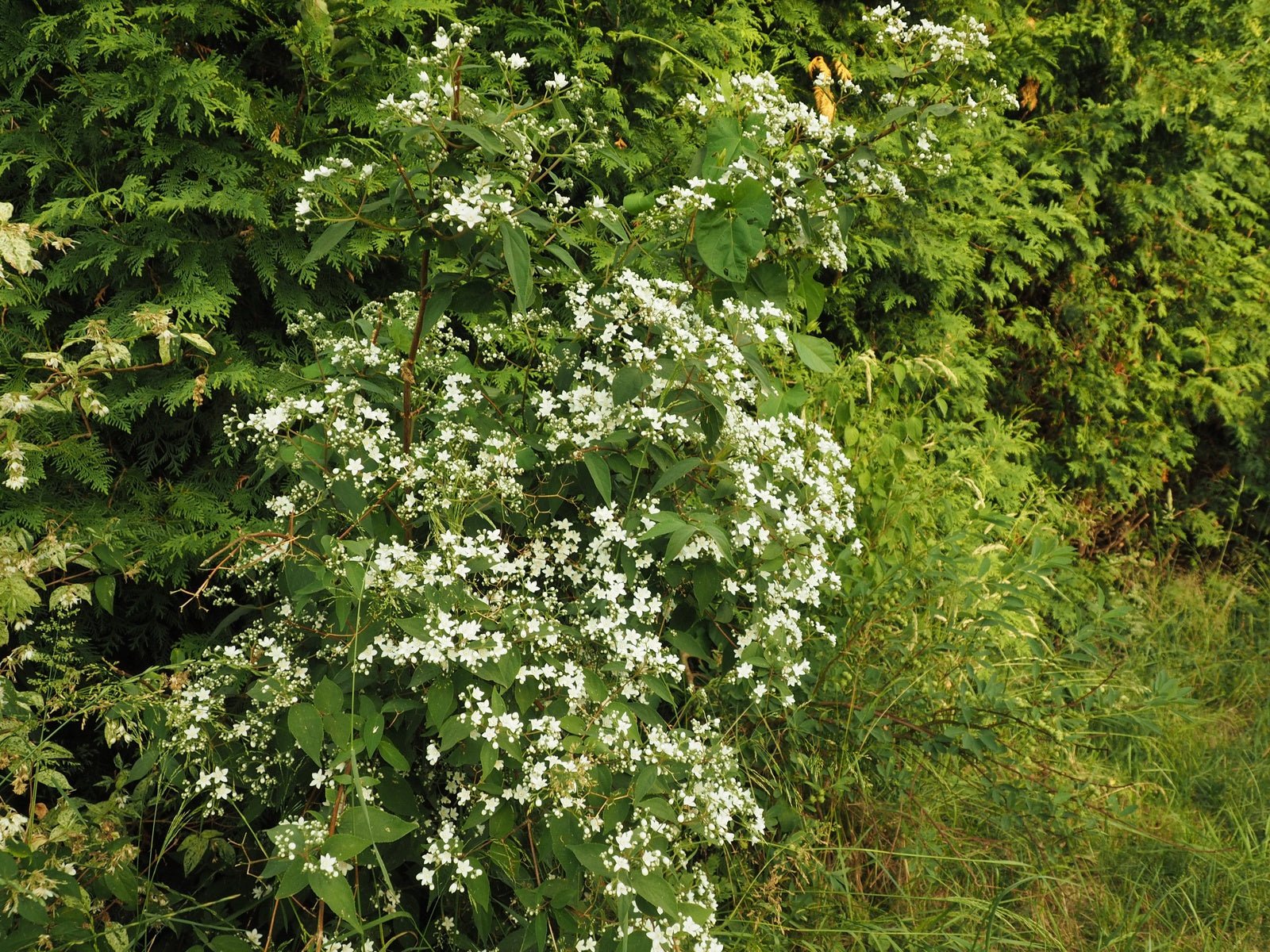 Deutzia setchuensis var.corymbiflora - Herrenkamper Gärten - Pflanzenraritäten
