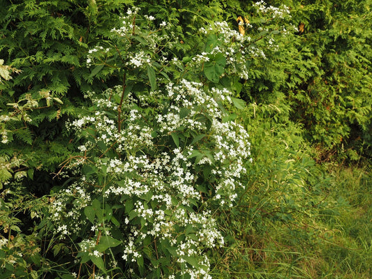 Deutzia setchuensis var.corymbiflora - Herrenkamper Gärten - Pflanzenraritäten