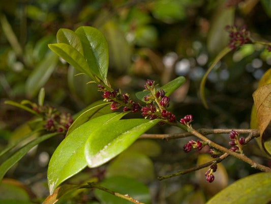 Distylium racemosum - Herrenkamper Gärten - Pflanzenraritäten
