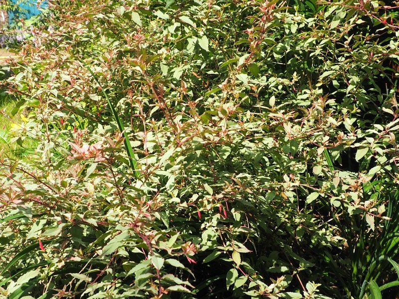 Fuchsia magellanica 'Tricolor' - Herrenkamper Gärten - Pflanzenraritäten