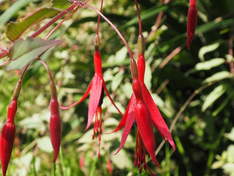 Fuchsia magellanica 'Tricolor' - Herrenkamper Gärten - Pflanzenraritäten