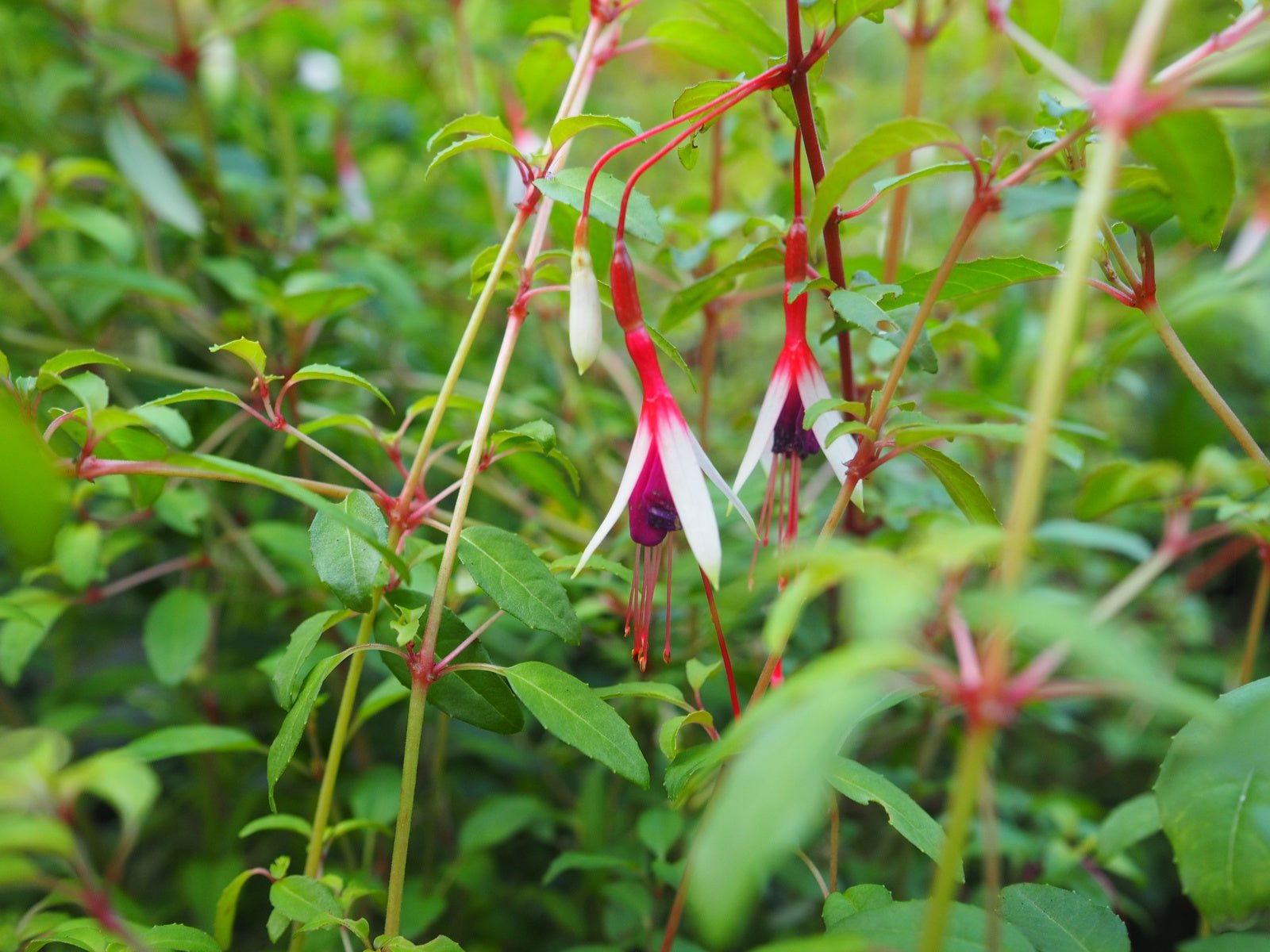 Fuchsia magellanica var. arauco - Herrenkamper Gärten - Pflanzenraritäten