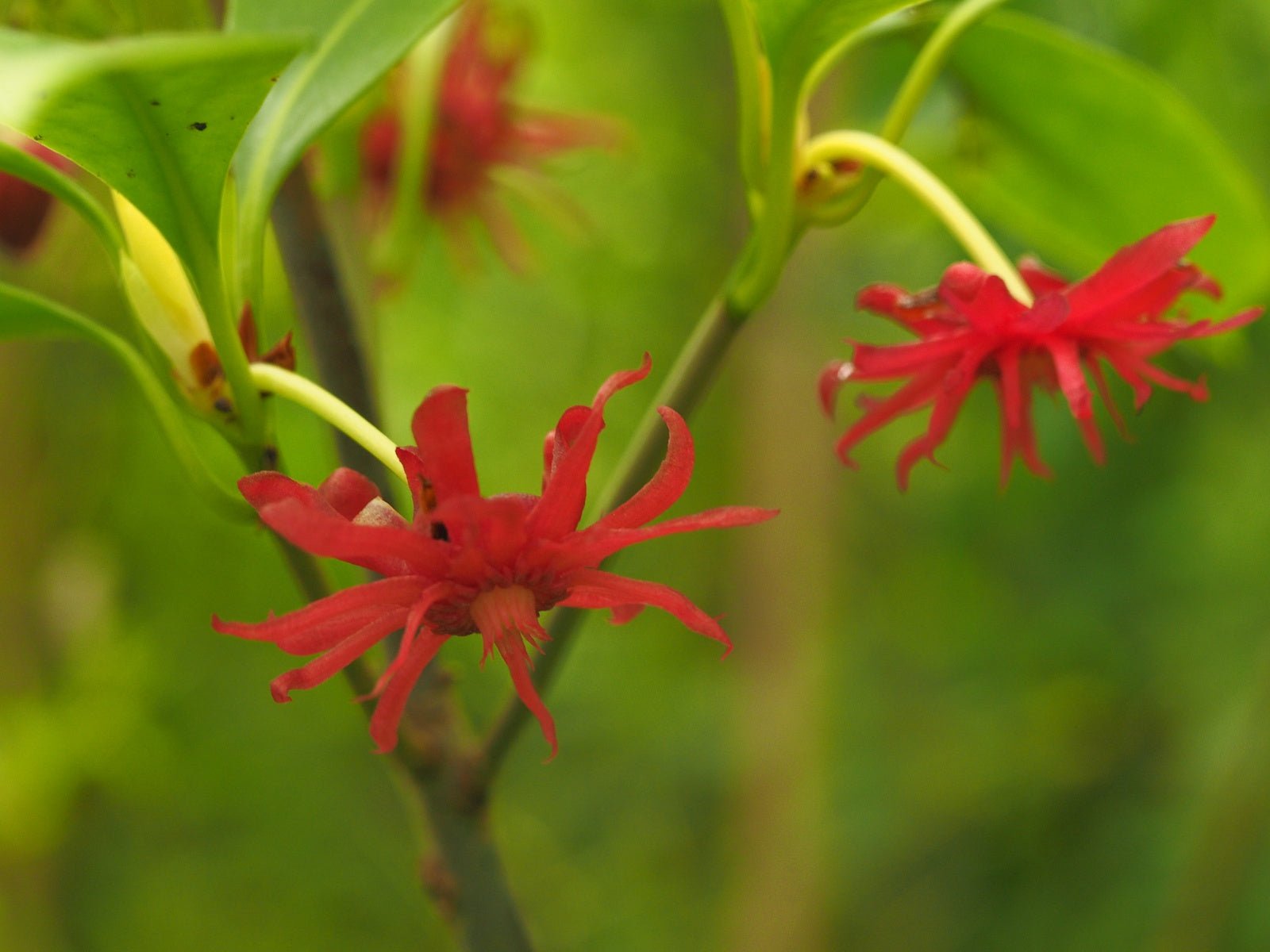 Illicium floridanum - Herrenkamper Gärten - Pflanzenraritäten