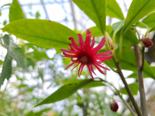 Illicium floridanum - Herrenkamper Gärten - Pflanzenraritäten