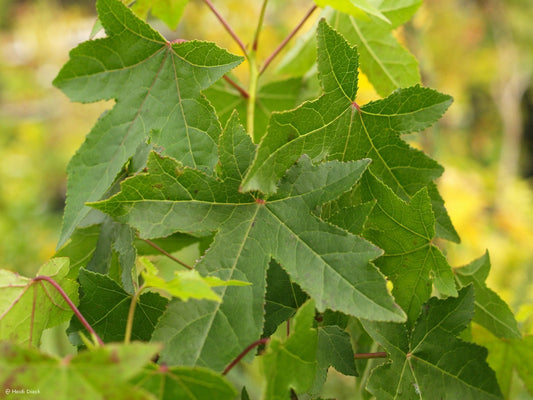 Liquidambar styraciflua 'Worplesdon' - Herrenkamper Gärten - Pflanzenraritäten