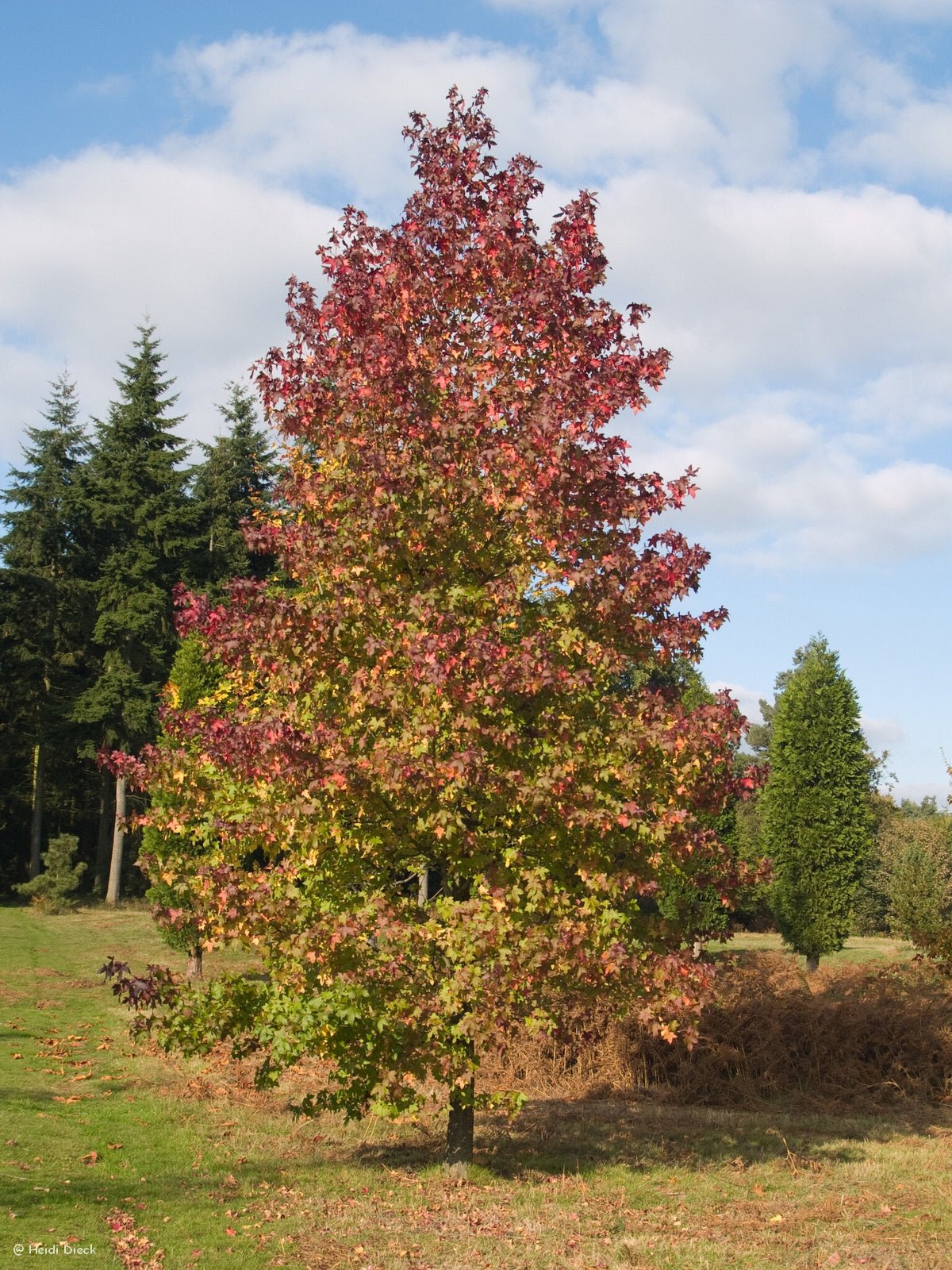 Liquidambar styraciflua 'Worplesdon' - Herrenkamper Gärten - Pflanzenraritäten