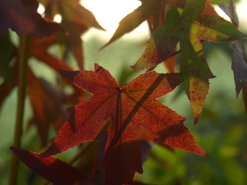 Liquidambar styraciflua 'Worplesdon' - Herrenkamper Gärten - Pflanzenraritäten