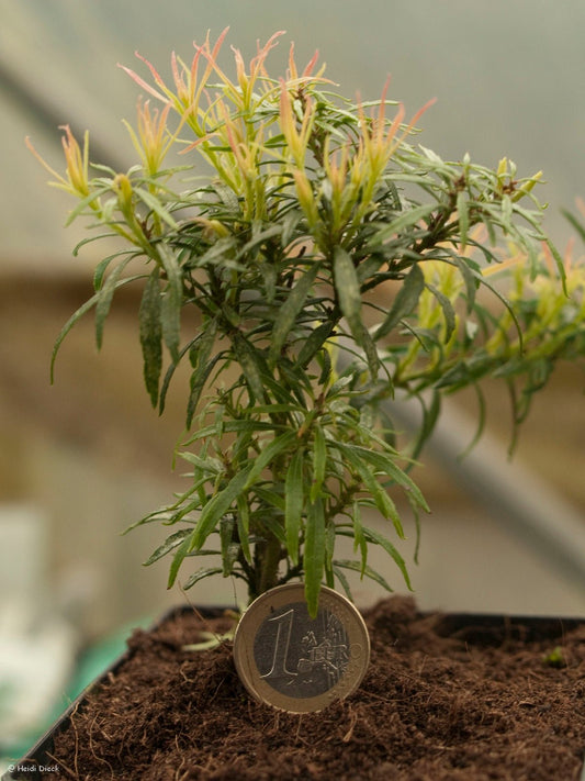 Pieris japonica 'Pygmaea' - Herrenkamper Gärten - Pflanzenraritäten