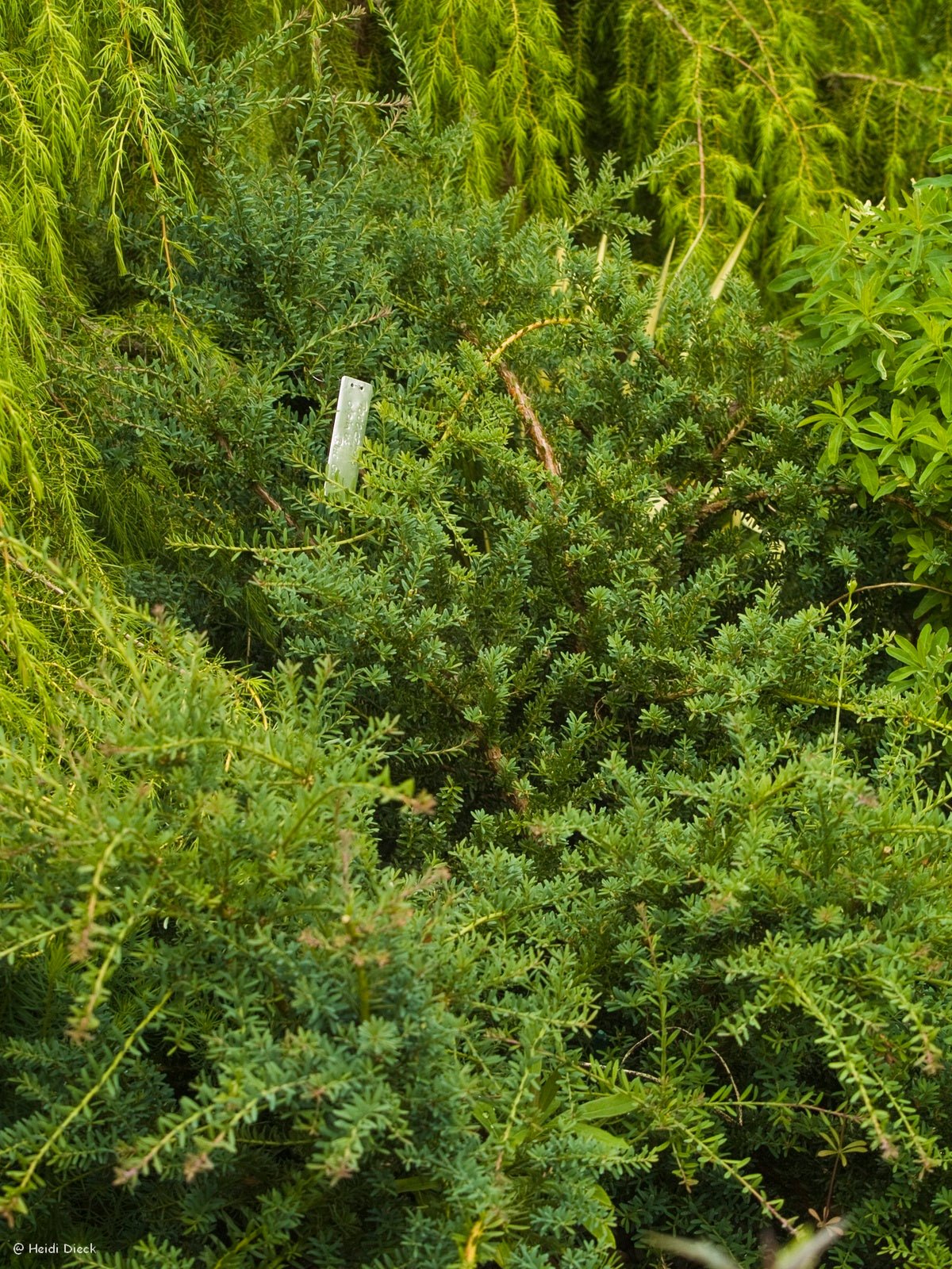 Podocarpus lawrencii 'Blue Gem' (syn.: Podocarpus alpinus 'Blue Gem') - Herrenkamper Gärten - Pflanzenraritäten