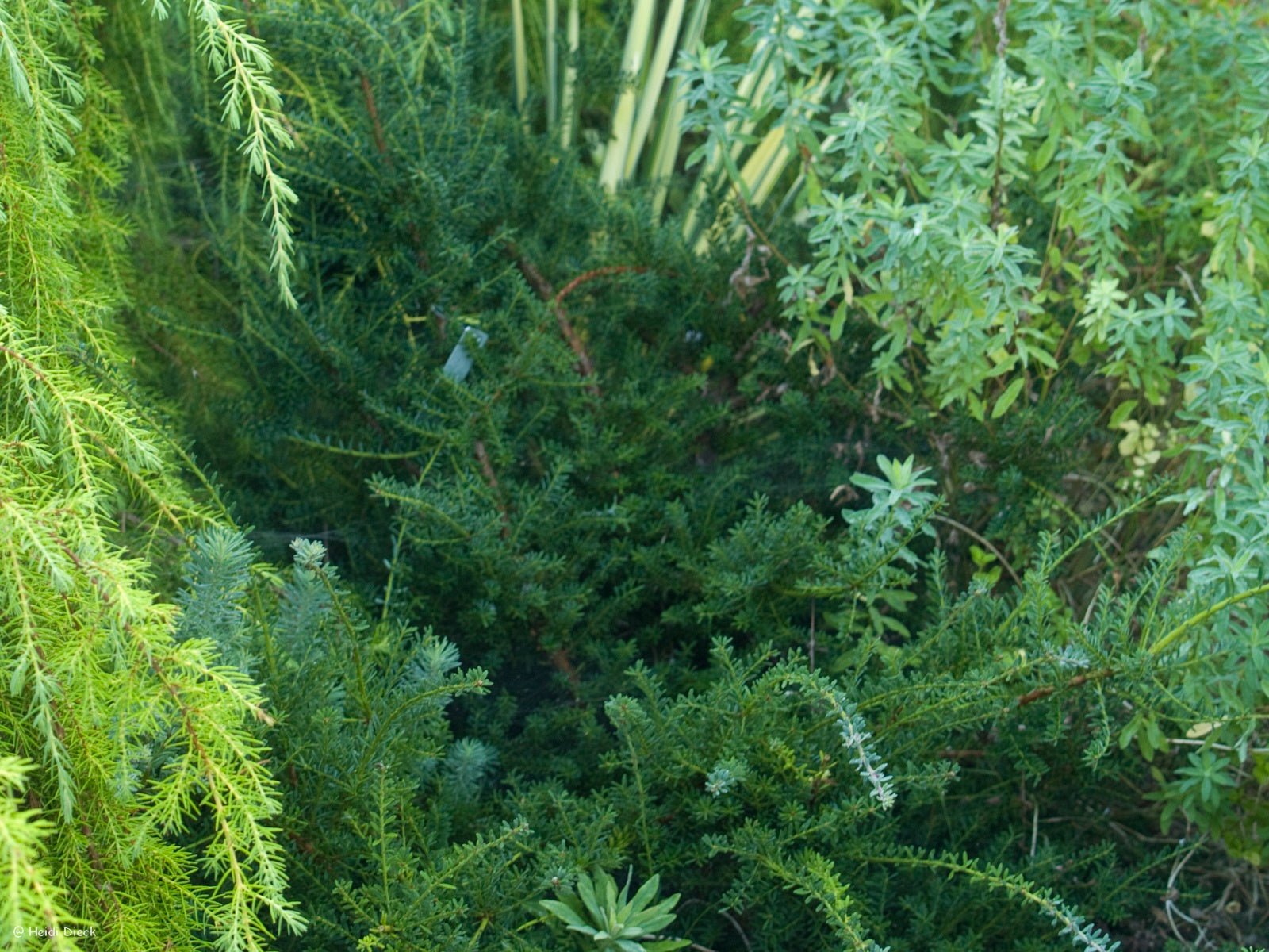 Podocarpus lawrencii 'Blue Gem' (syn.: Podocarpus alpinus 'Blue Gem') - Herrenkamper Gärten - Pflanzenraritäten