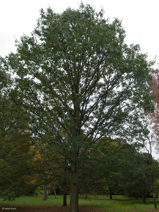 Quercus castaneifolia - Hybr - Herrenkamper Gärten - Pflanzenraritäten