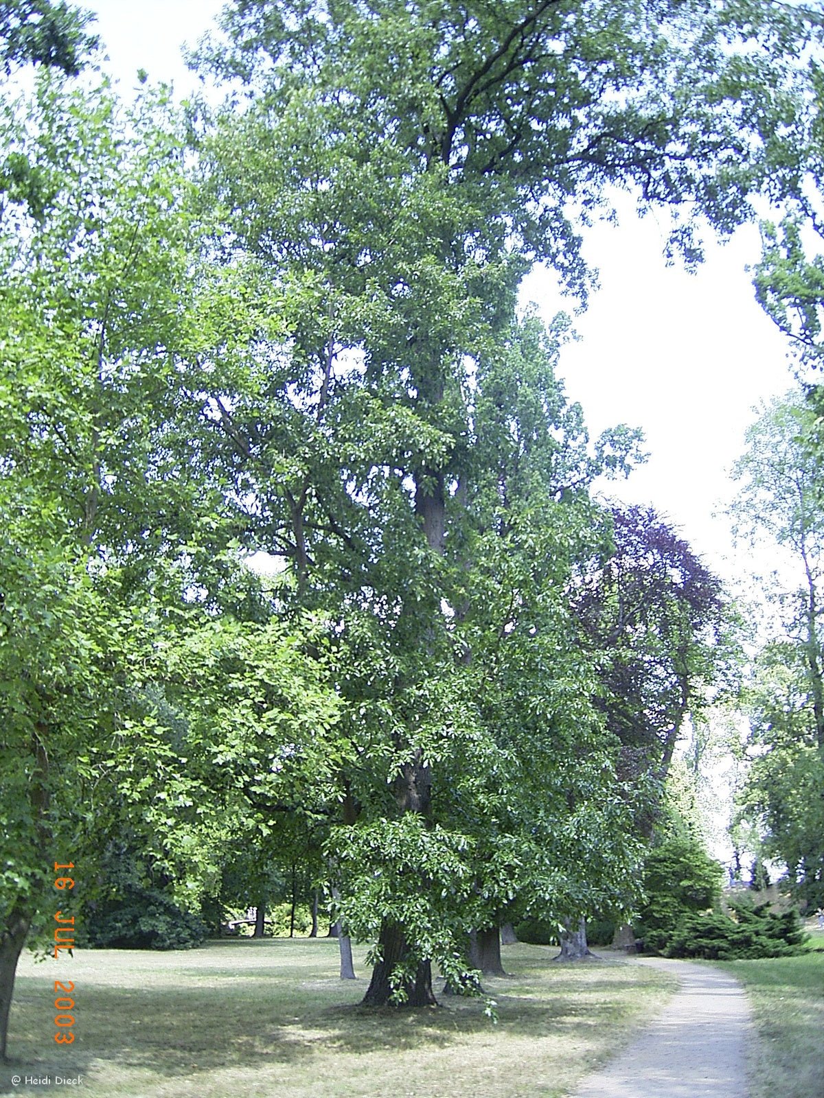 Quercus montana (syn. Quercus prinus) - Herrenkamper Gärten - Pflanzenraritäten