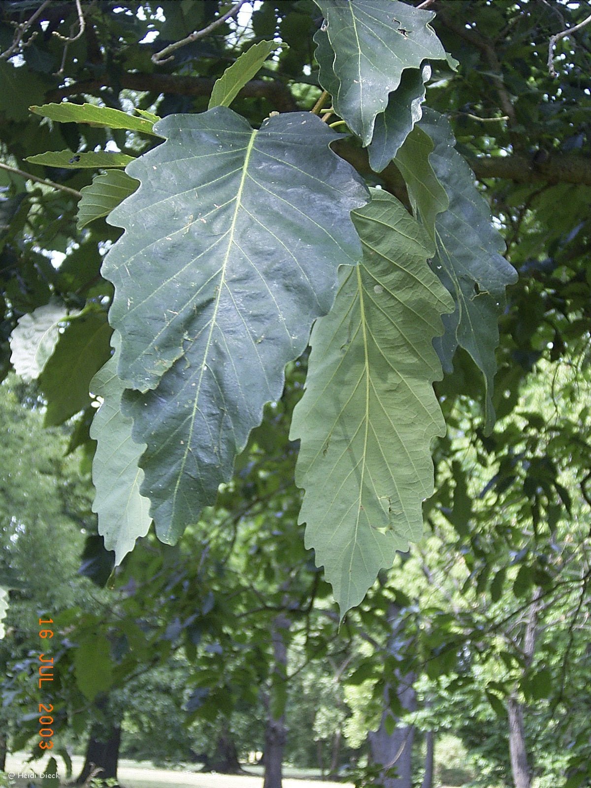 Quercus montana (syn. Quercus prinus) - Herrenkamper Gärten - Pflanzenraritäten