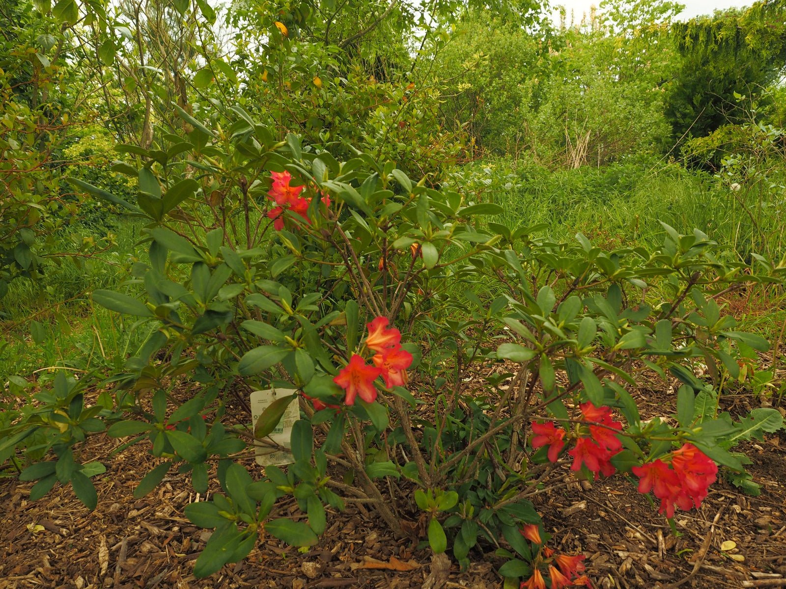 Rhododendron dichroantum ssp. scyphocalyx - Herrenkamper Gärten - Pflanzenraritäten