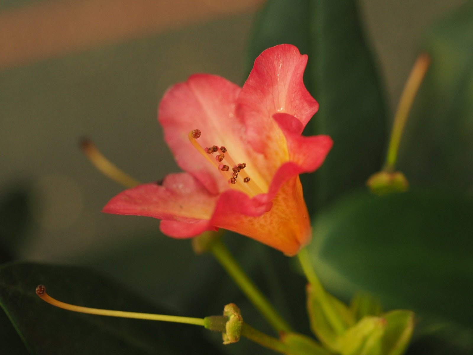 Rhododendron dichroantum ssp. scyphocalyx - Herrenkamper Gärten - Pflanzenraritäten