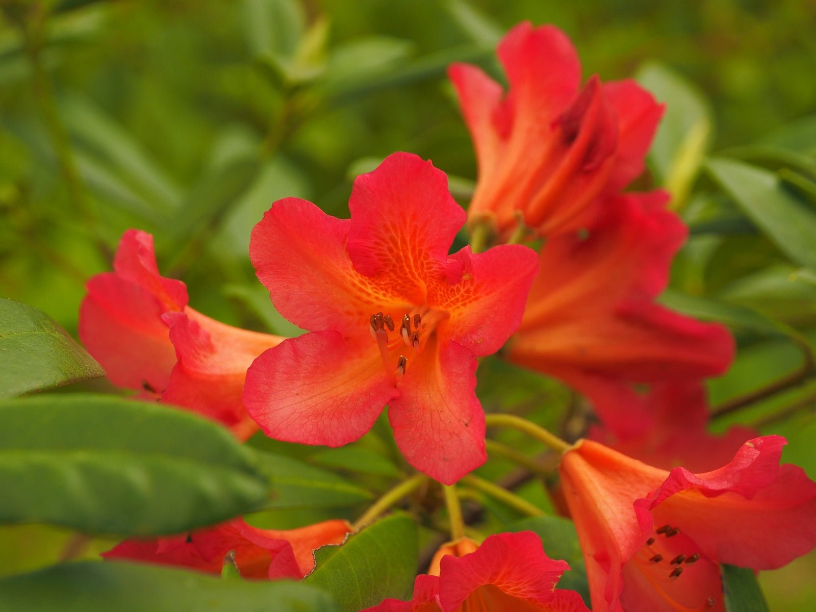 Rhododendron dichroantum ssp. scyphocalyx - Herrenkamper Gärten - Pflanzenraritäten