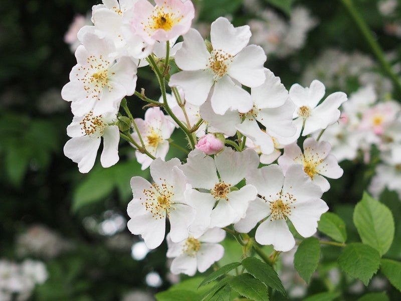 Rosa multiflora var. chinensis - Herrenkamper Gärten - Pflanzenraritäten