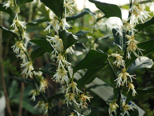 Sarcococca confusa - Herrenkamper Gärten - Pflanzenraritäten