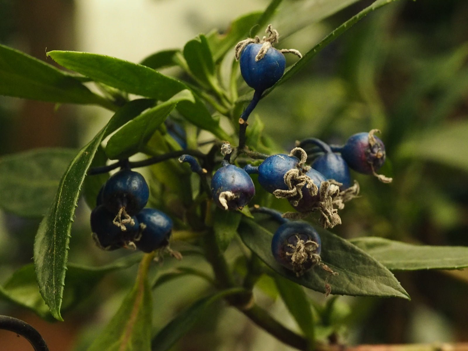 Sarcococca confusa - Herrenkamper Gärten - Pflanzenraritäten