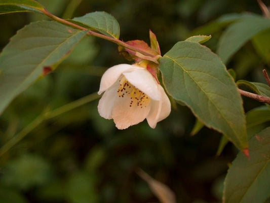 Stewartia sinensis - Herrenkamper Gärten - Pflanzenraritäten