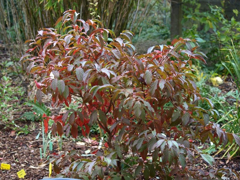 Stewartia sinensis - Herrenkamper Gärten - Pflanzenraritäten